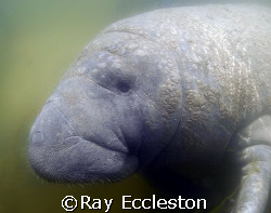 Barnacle Bill the Manatee,taken at Crystal River FL.Camer... by Ray Eccleston 